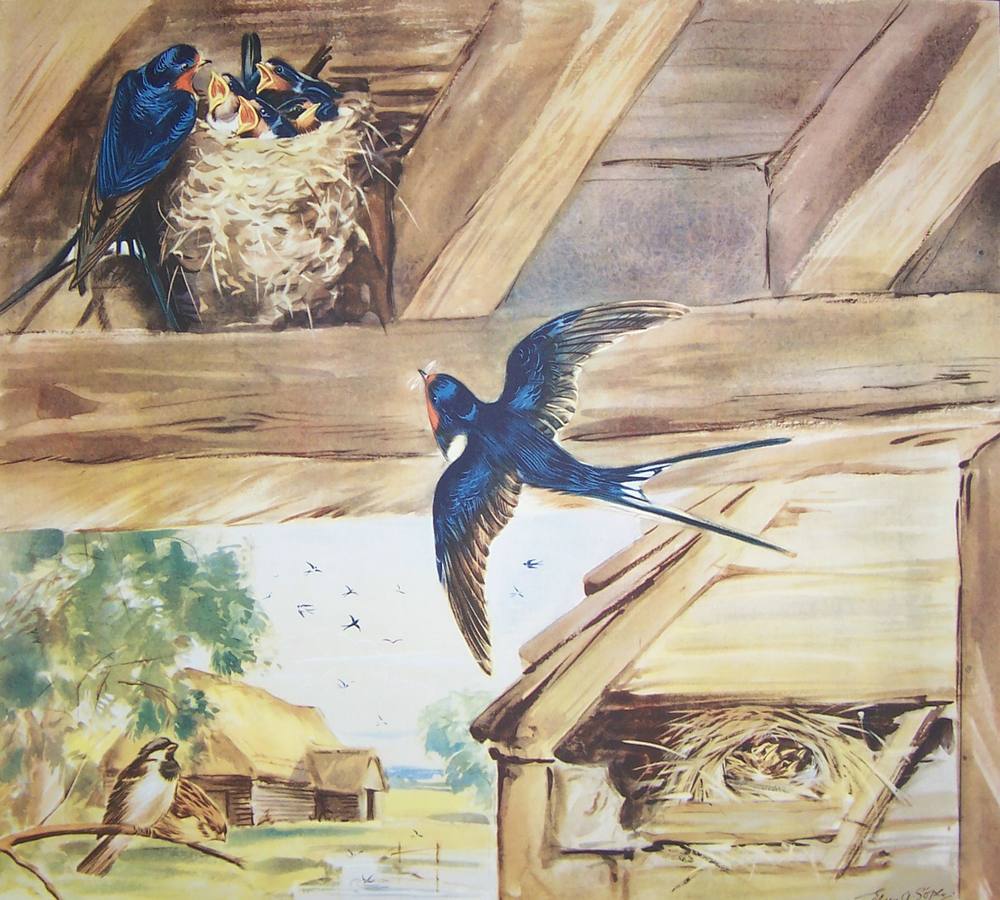 The Swallow in the Barn - Eileen Soper