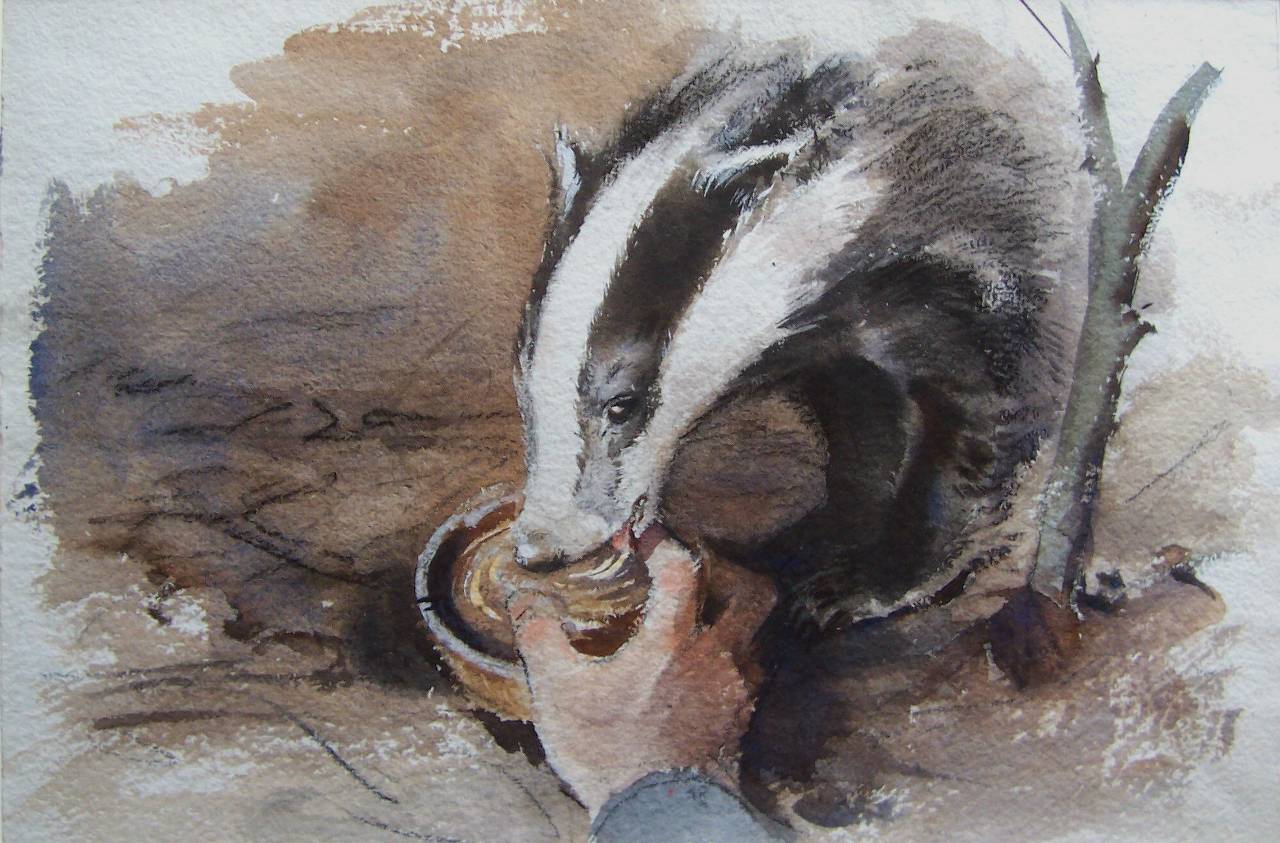 Badger Taking Food - Eileen Soper