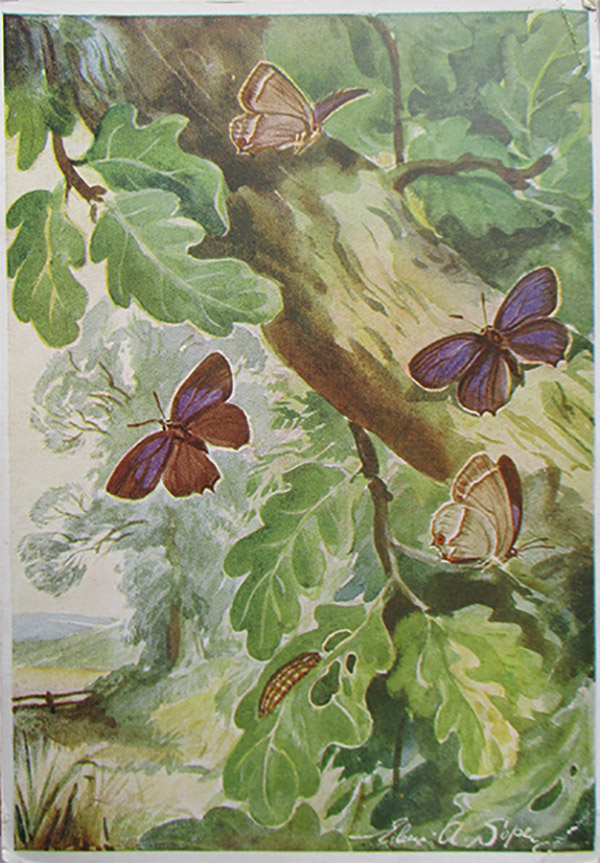 Medici Post Cards, showing the artwork of both Eva and Eileen.