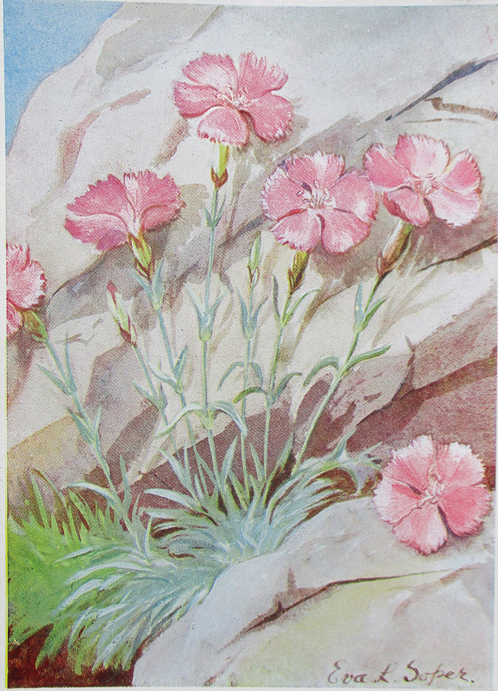 Medici Post Cards, showing the artwork of both Eva and Eileen.